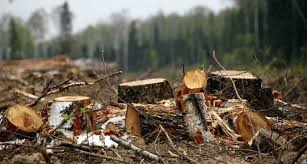 Ответственность за незаконную вырубку леса.