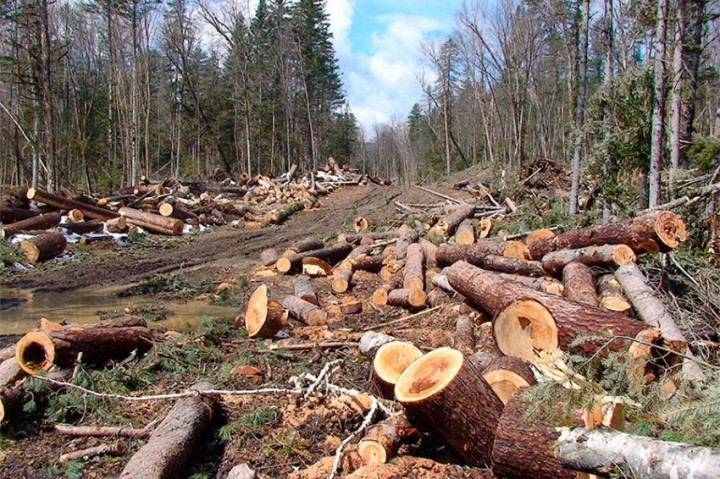 Об ответственности за незаконную рубку лесных насаждений.